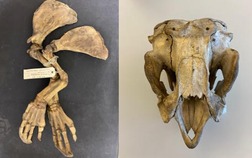 Dugong bones Dugong bones