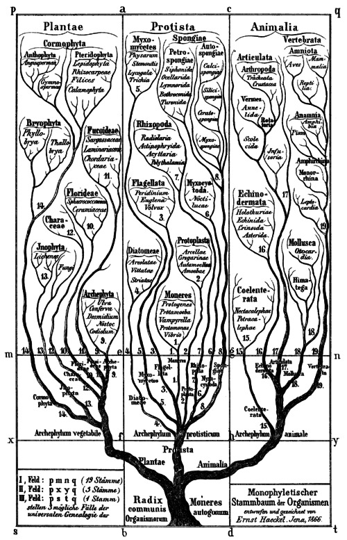 Evolution tree