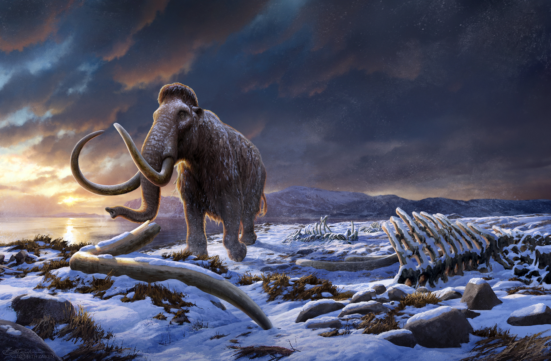 Mammoth in the steppe