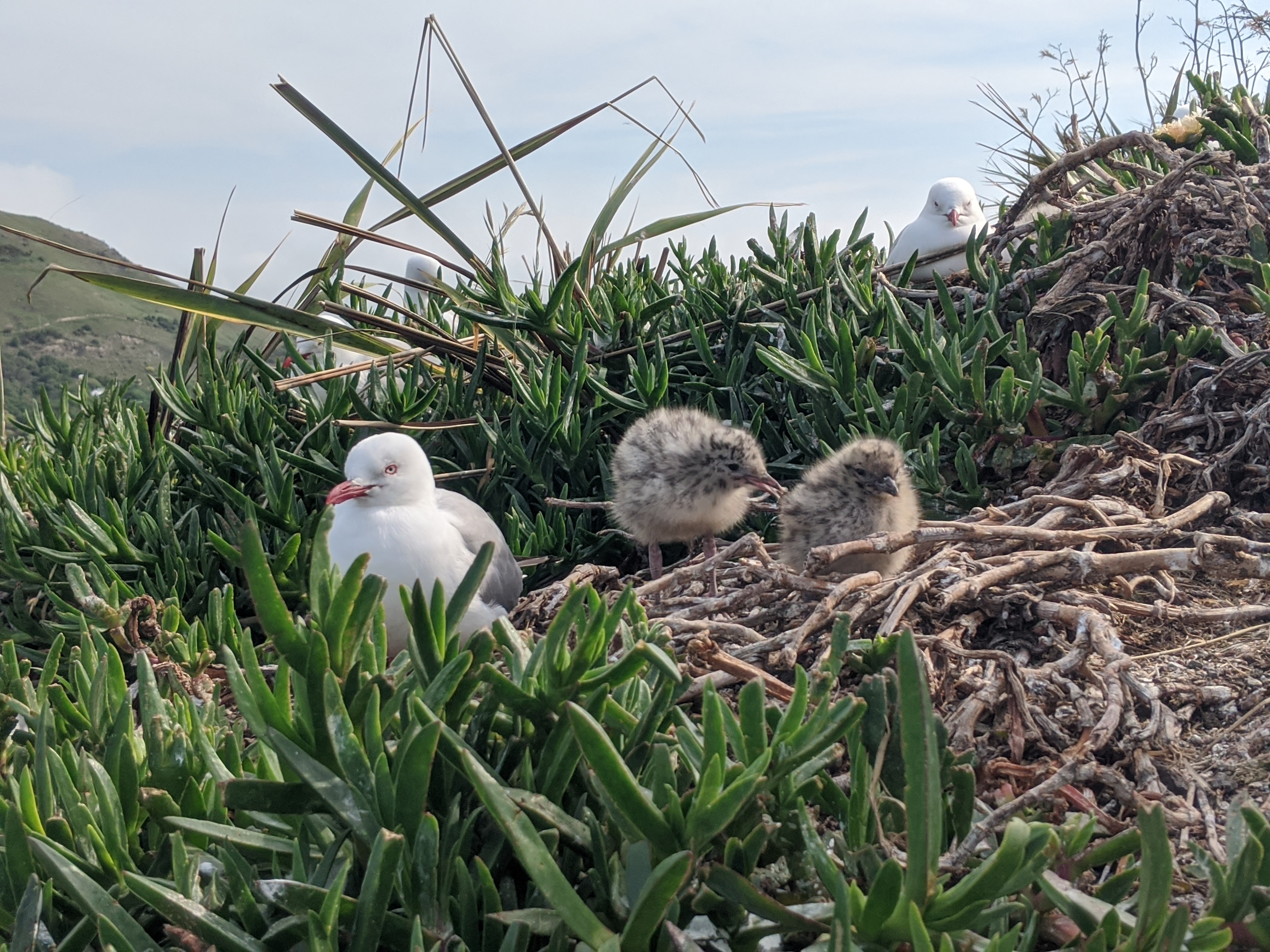 Kiwi birds Kiwi birds
