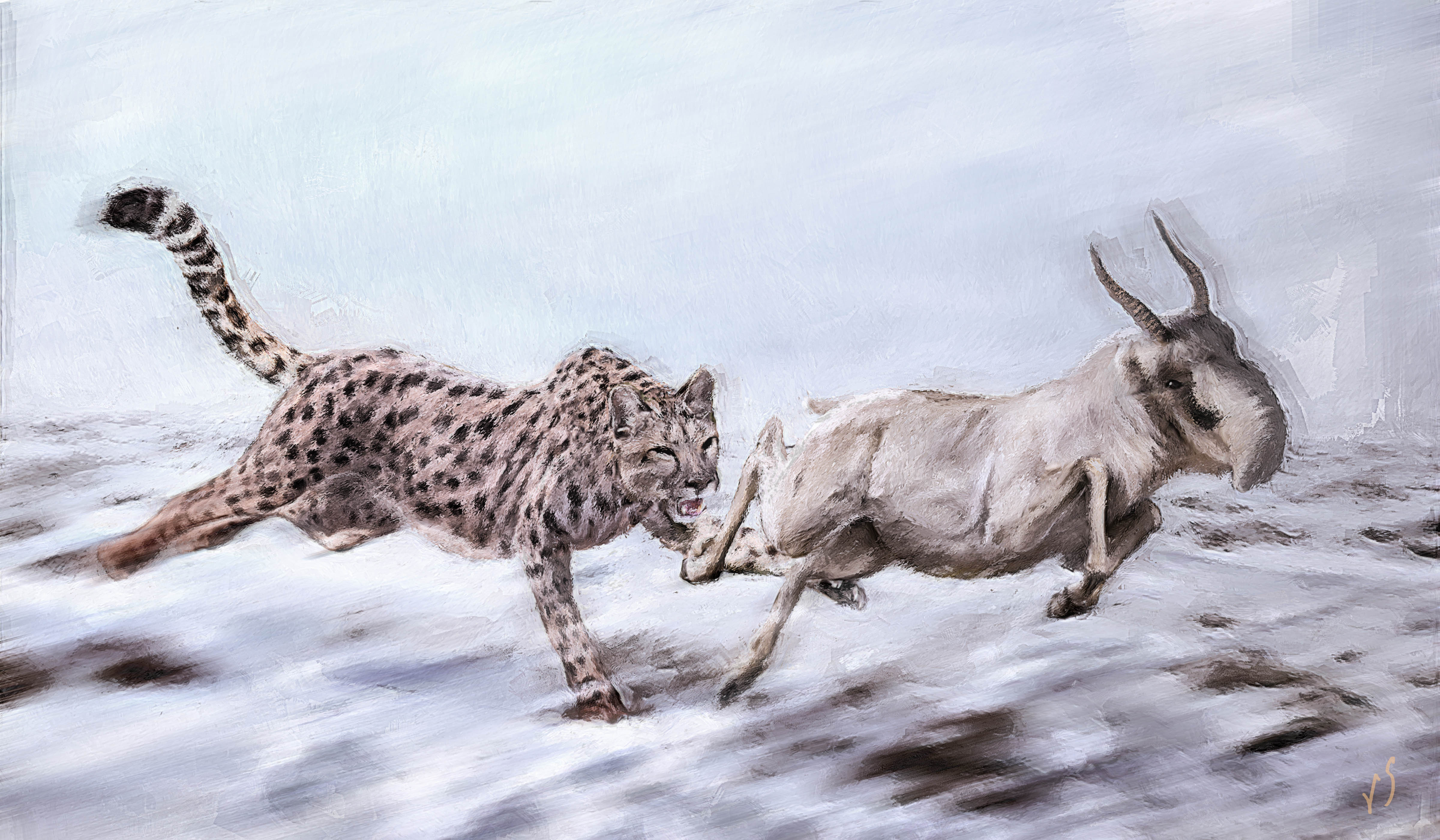 Cheetah chasing