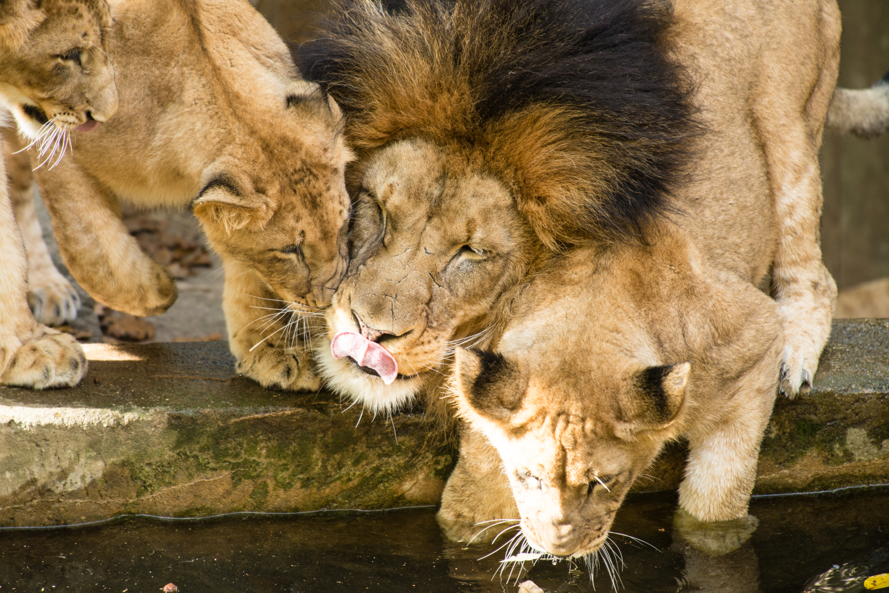Lions drinking